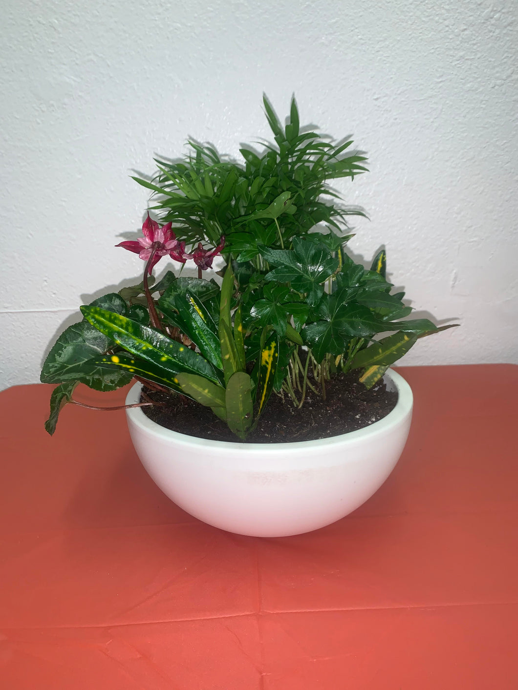 KITCHEN GREEN PLANT